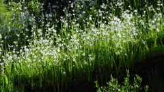 Tecophilaea violiflora