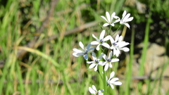 Tecophilaea violiflora