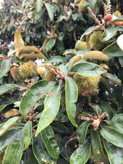 Chrysolepis chrysophylla minor