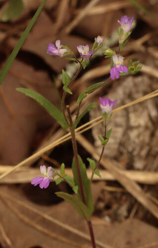 Violet Blue Eyed Mary (Collinsia violacea)