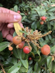 Chrysolepis chrysophylla minor