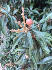 Chrysolepis chrysophylla minor