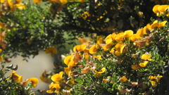 Adesmia confusa