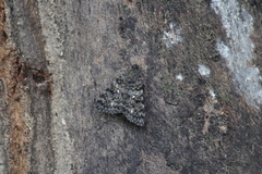 Catocala actaea