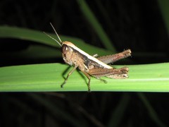 Bermius
