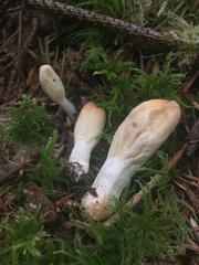 Trichoderma alutaceum