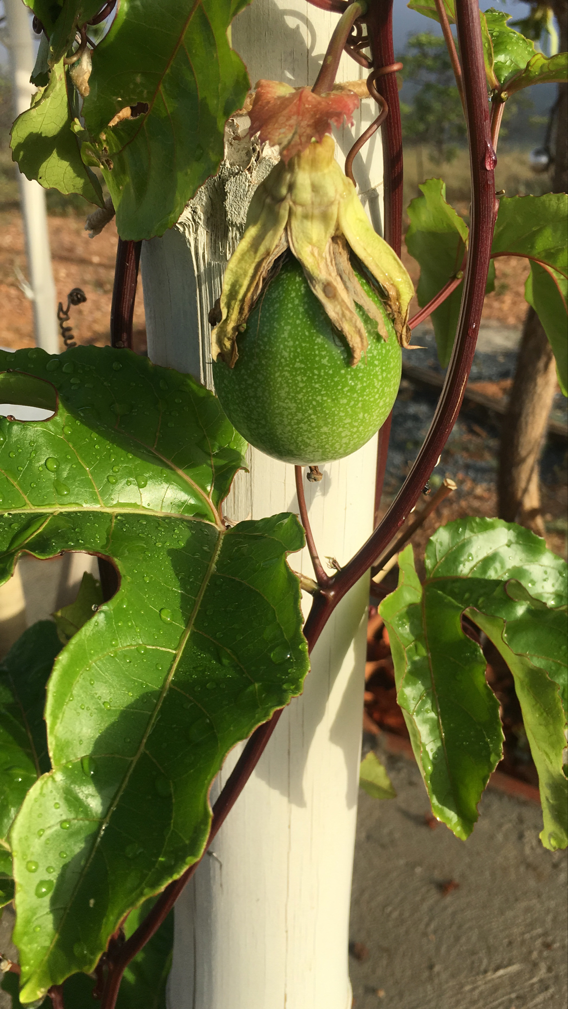 Passiflora edulis