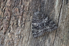Catocala actaea
