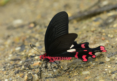 Byasa polyeuctes polyeuctes