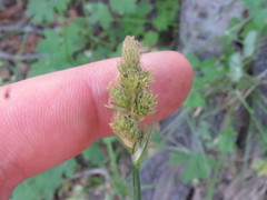 Carex fracta