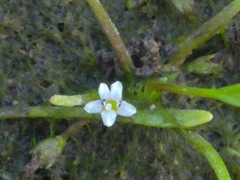 Limosella aquatica