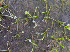 Limosella aquatica