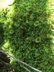 Hypnodendron arcuatum