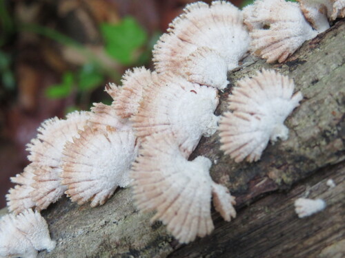 Schizophyllum commune