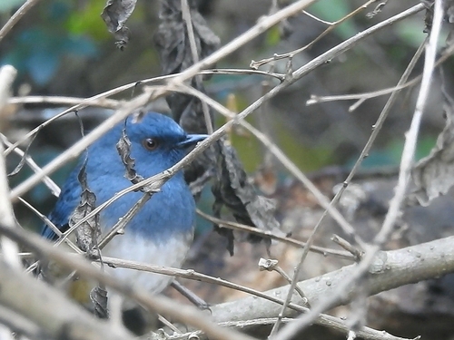Nilgiri Blue Robin (Sholicola major), photo 8