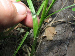 Carex fracta