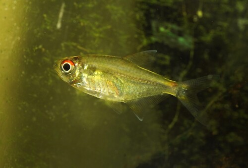 Head-and-taillight tetra (Hemigrammus ocellifer) — Characidae — 5
