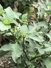 Solanum nigrum