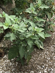 Solanum nigrum