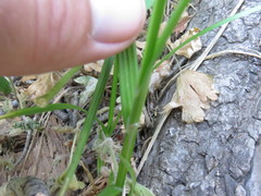 Carex fracta
