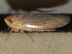 Chlorotettix necopinus