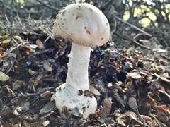 Amanita australis