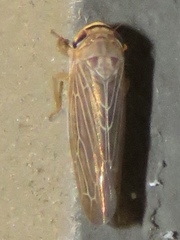 Chlorotettix necopinus