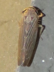 Chlorotettix necopinus