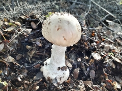 Amanita australis