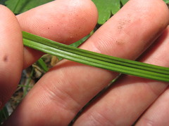 Carex fracta