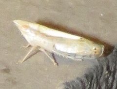 Scaphytopius elegans