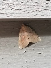 Thallophaga hyperborea