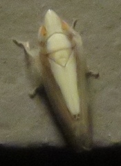 Scaphytopius elegans