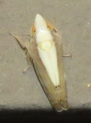 Scaphytopius elegans