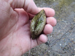 Alasmidonta marginata