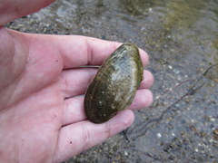 Alasmidonta marginata