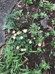 Erigeron philadelphicus