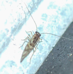 Graphopsocus cruciatus