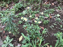 Erigeron philadelphicus