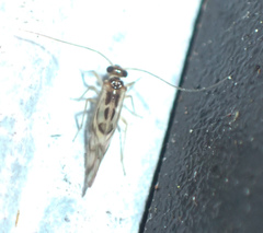 Graphopsocus cruciatus