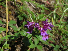 Penstemon serrulatus