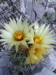 Coryphantha octacantha