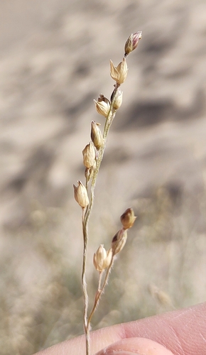 Image of Panicum urvilleanum by (c) Lucas Carbone, some rights reserved (CC BY)