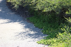 Mesembryanthemoideae