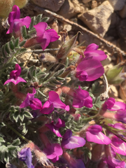 Oxytropis oreophila