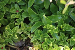 Mesembryanthemoideae