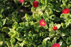 Mesembryanthemoideae