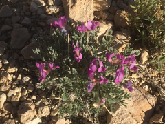 Oxytropis oreophila