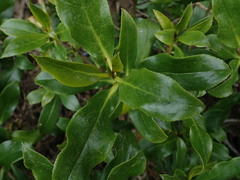 Myoporum semotum