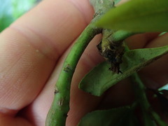 Myoporum semotum